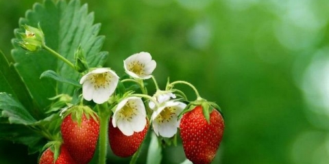 Kako hraniti jagode tokom cvatnje za dobru žetvu